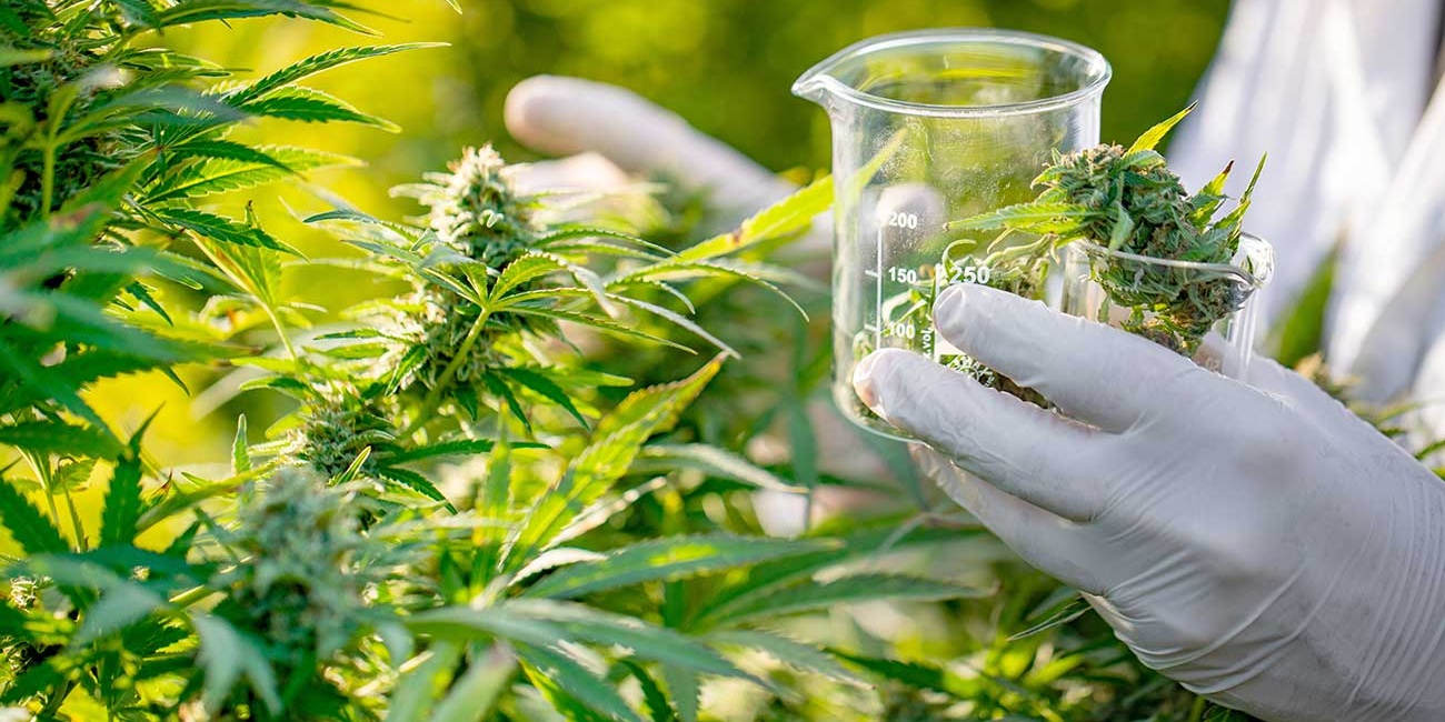 Adhesión a la Ley de Cannabis Medicinal